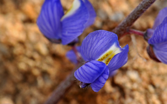 Lupinus sparsiflorus, Coulter's Lupine, Southwest Desert Flora